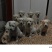 狗幼犬