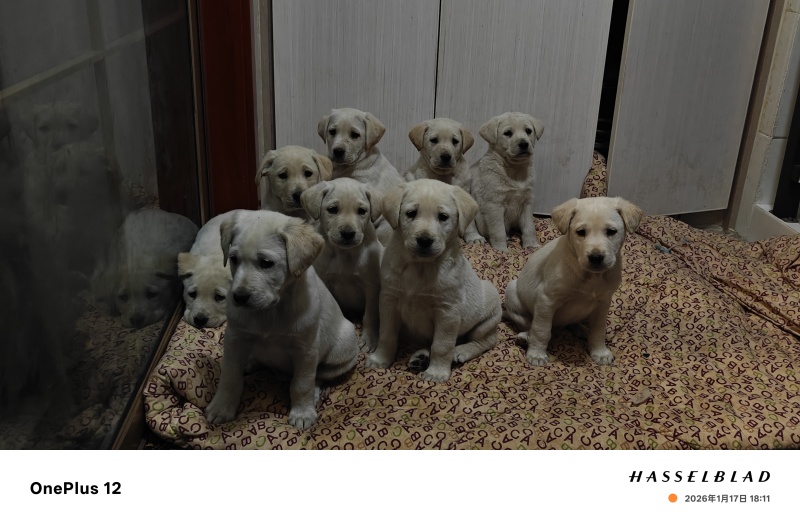 狗幼犬