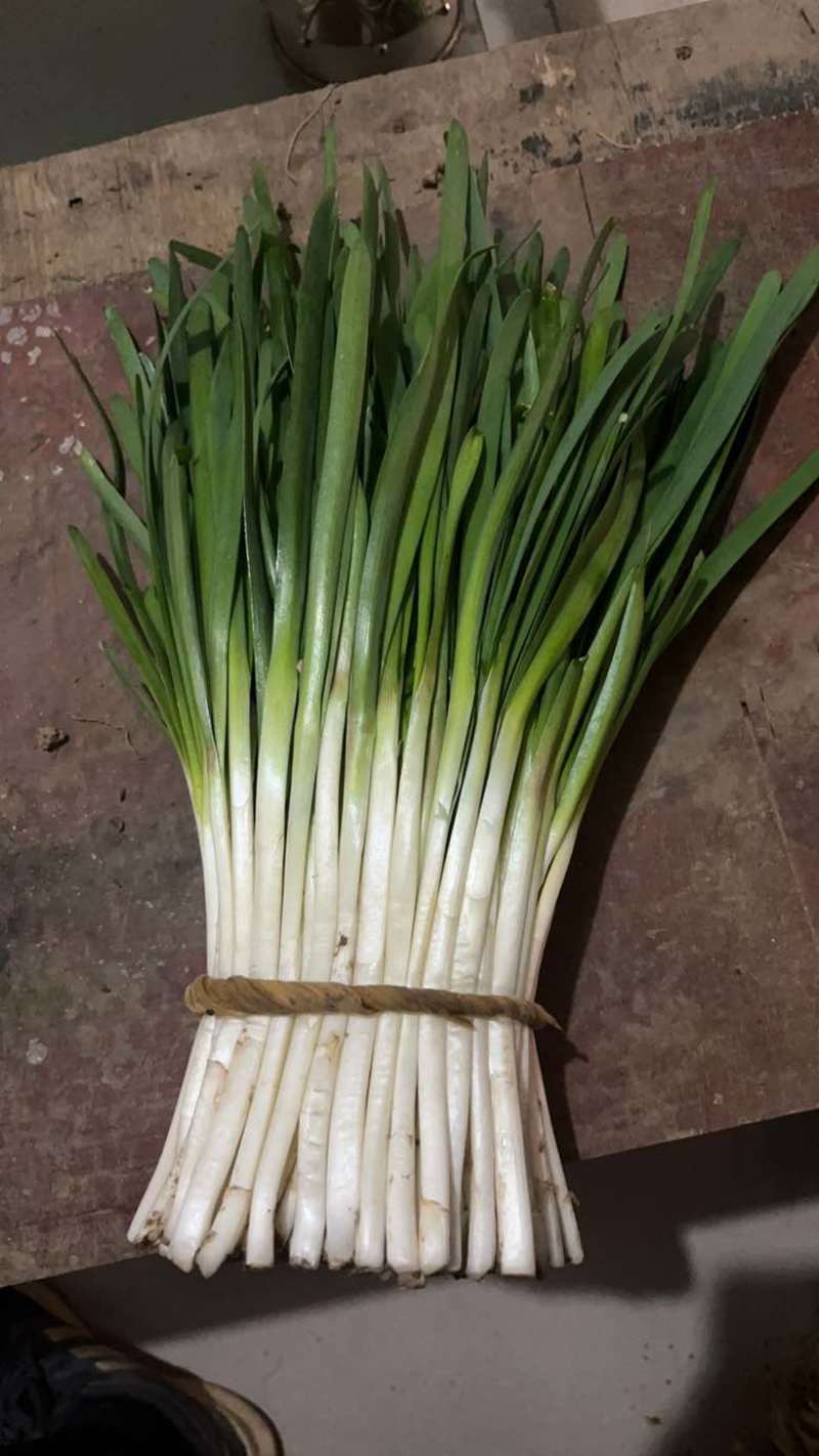 一年只割一次的韭菜韭菜味十足