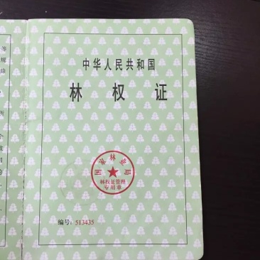 800亩成林50年桤木树及土地一次性流转出售