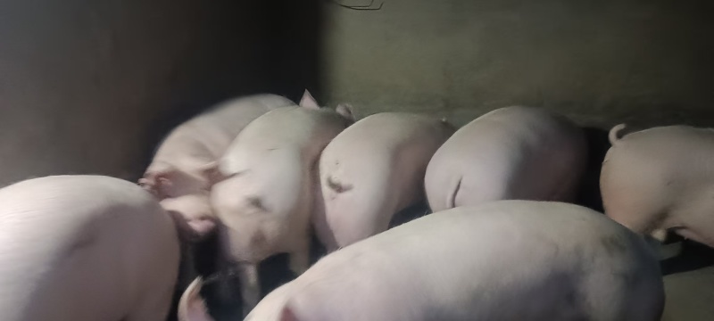 活猪