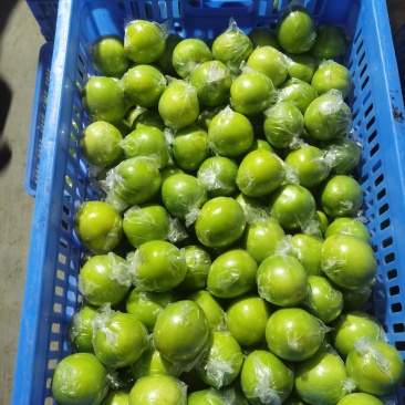 广东惠州大量青枣产地直供