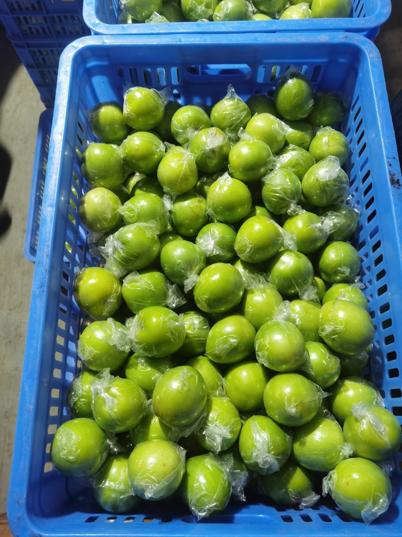 广东惠州大量青枣产地直供