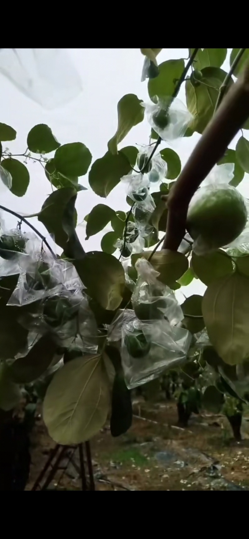 广东惠州大量青枣产地直供