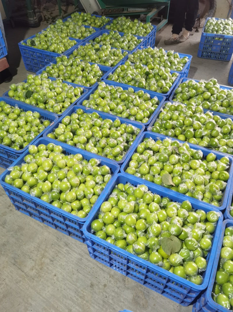 广东惠州大量青枣产地直供