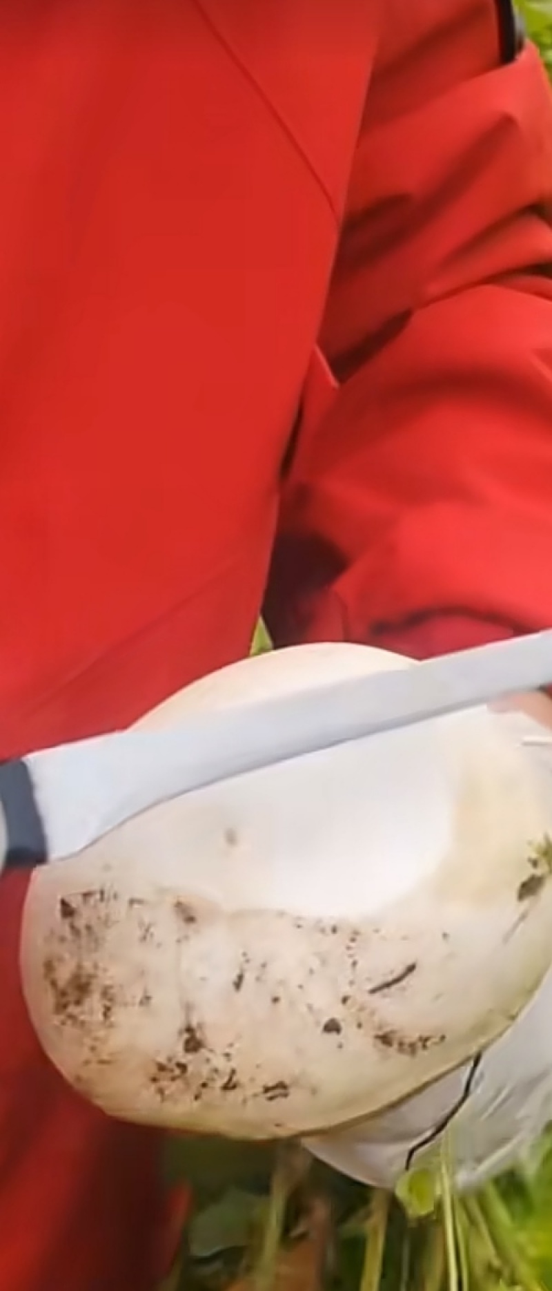 攀枝花圆根萝卜