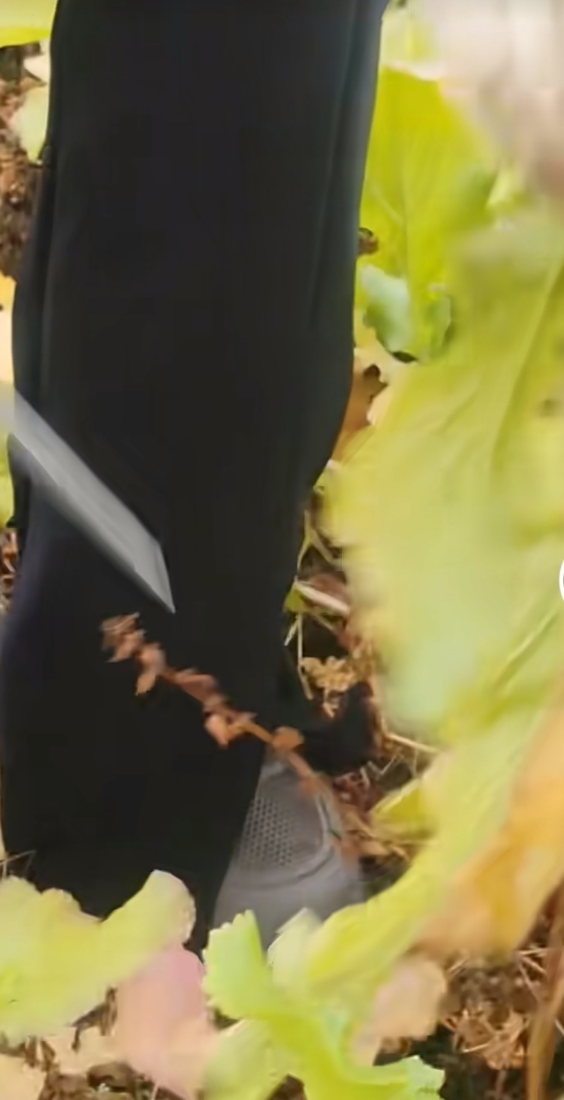 攀枝花圆根萝卜