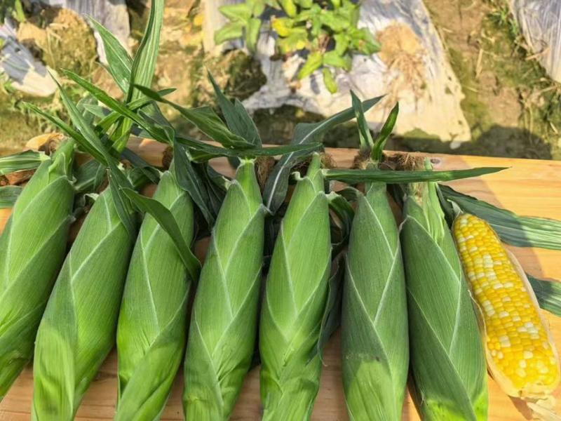 版纳花超薏米，大量上市