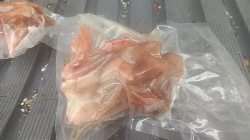 二级鸽子6-7两一万只