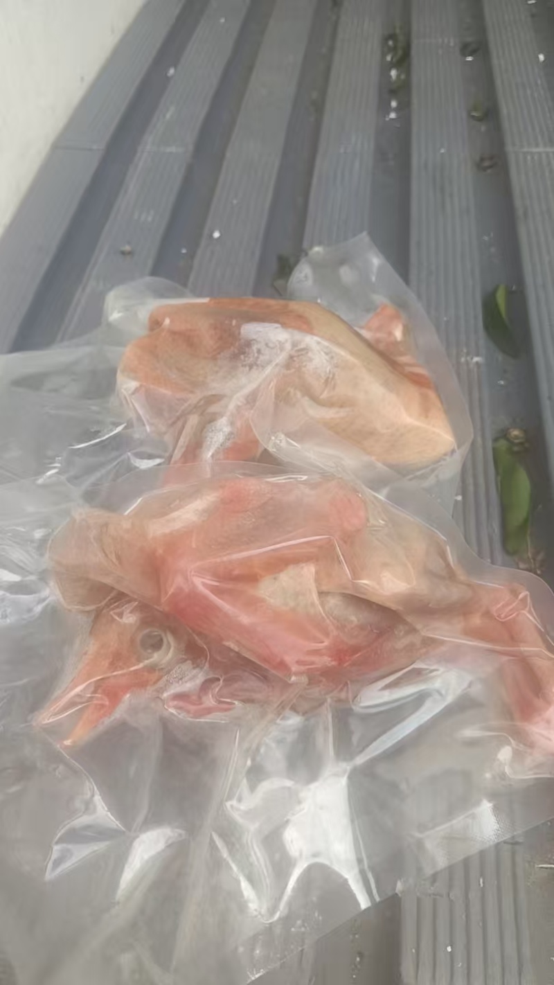 二级鸽子6-7两一万只