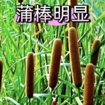 大蒲棒