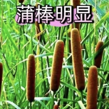 大蒲棒