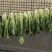 广东本地自制梅菜