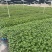 511百香果砖木