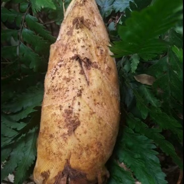 两头尖黄泥冬笋，场地直发，一手货源