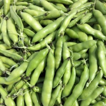 青蚕豆
