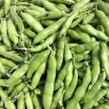 青蚕豆