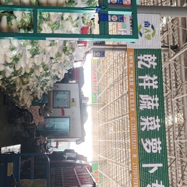 白萝卜