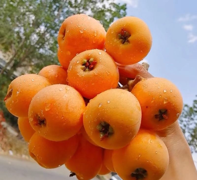 云南省红河州蒙自市枇杷