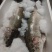 新疆三文鱼
