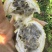 热情果