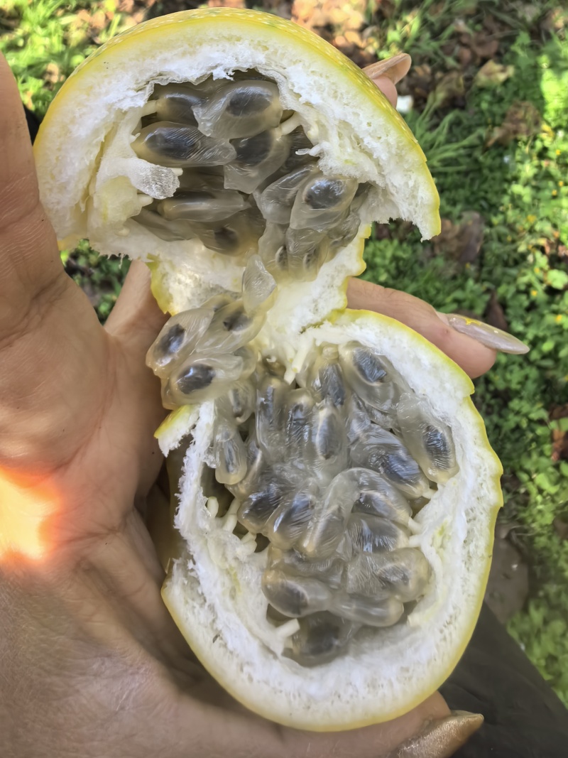 热情果