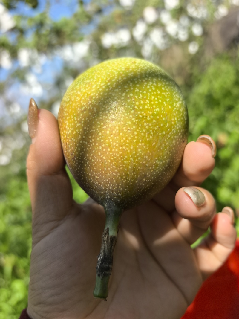热情果