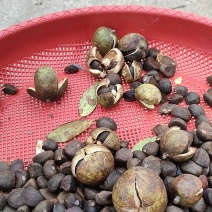 油茶苗