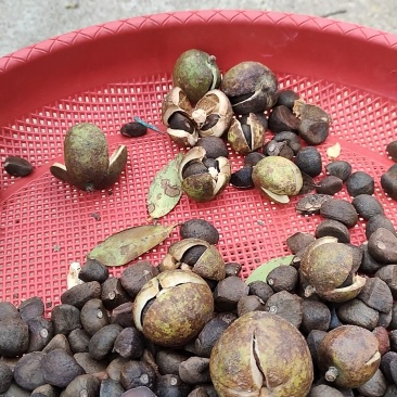 油茶苗