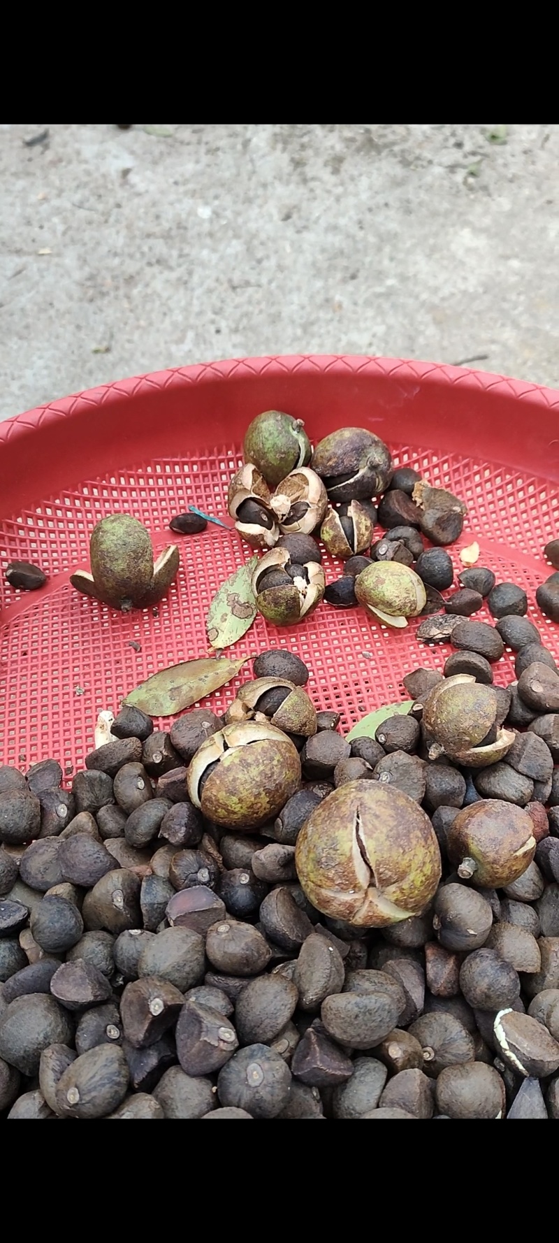 油茶苗