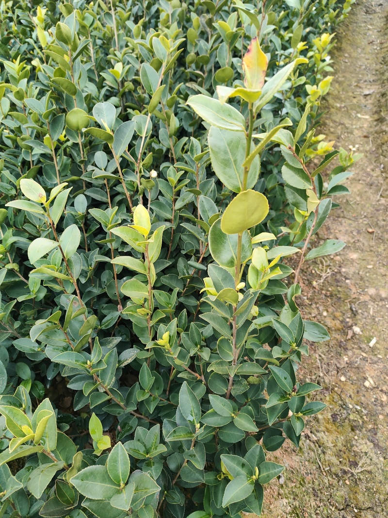油茶苗