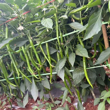 广东鲜辣椒，8号线椒，二荆条，产地直发，保质保量。