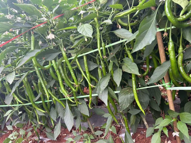 广东鲜辣椒，8号线椒，二荆条，产地直发，保质保量。
