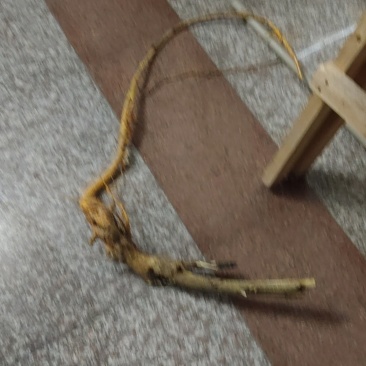 穿破石