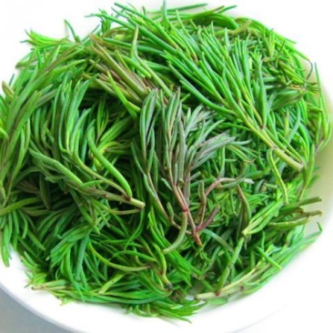 盐碱地野菜黄须菜