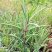 盐碱地野菜黄须菜