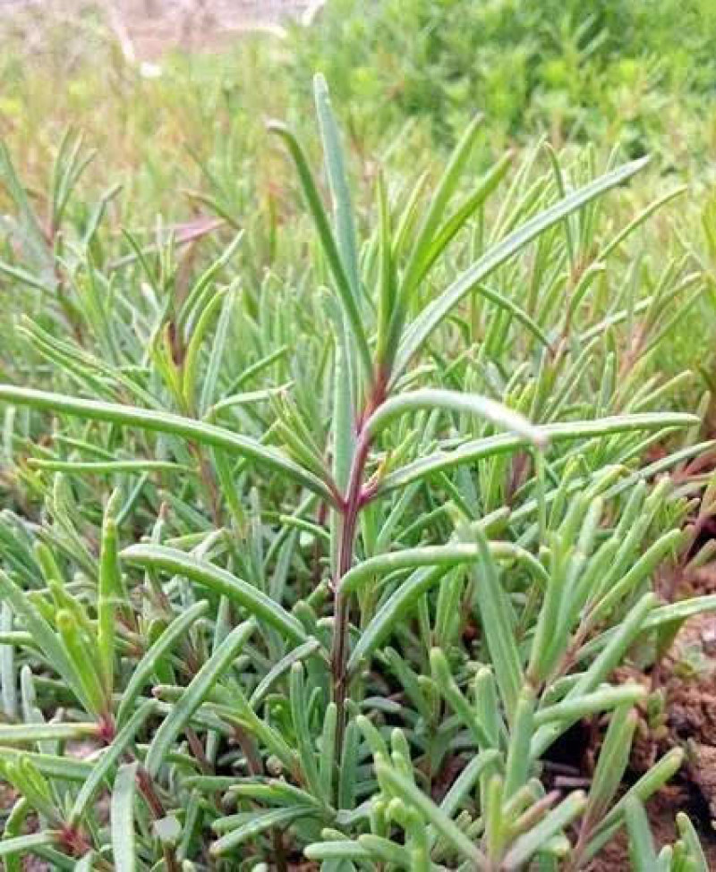 盐碱地野菜黄须菜