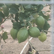 广东香水柠檬