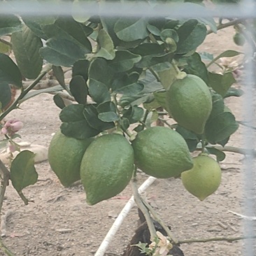 广东香水柠檬