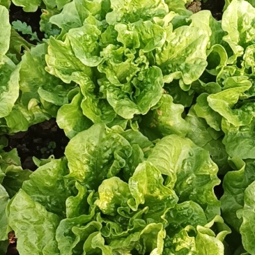 云南疏菜