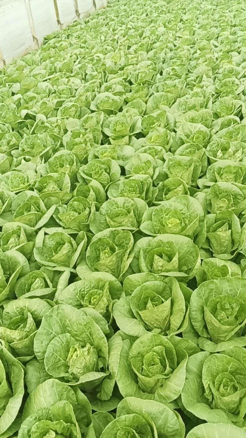 云南疏菜