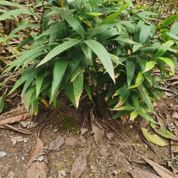 黄精