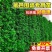 正宗北海道黄杨树围栏围墙篱笆庭院冬青树苗花墙多头花园围栏屋顶