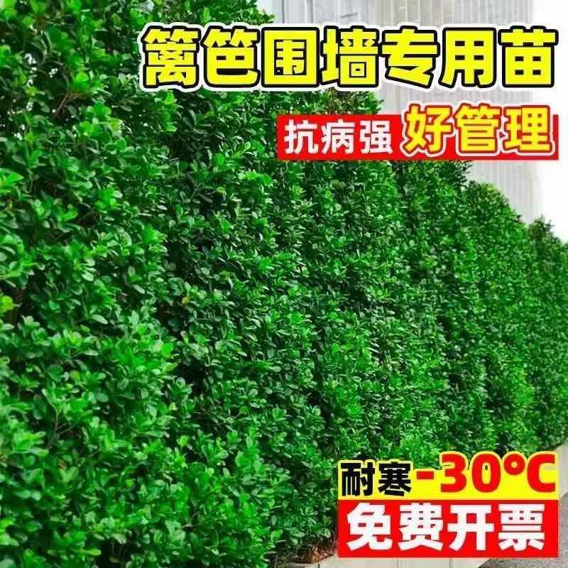 正宗北海道黄杨树围栏围墙篱笆庭院冬青树苗花墙多头花园围栏屋顶