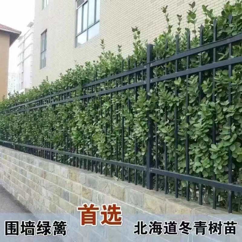 正宗北海道黄杨树围栏围墙篱笆庭院冬青树苗花墙多头花园围栏屋顶