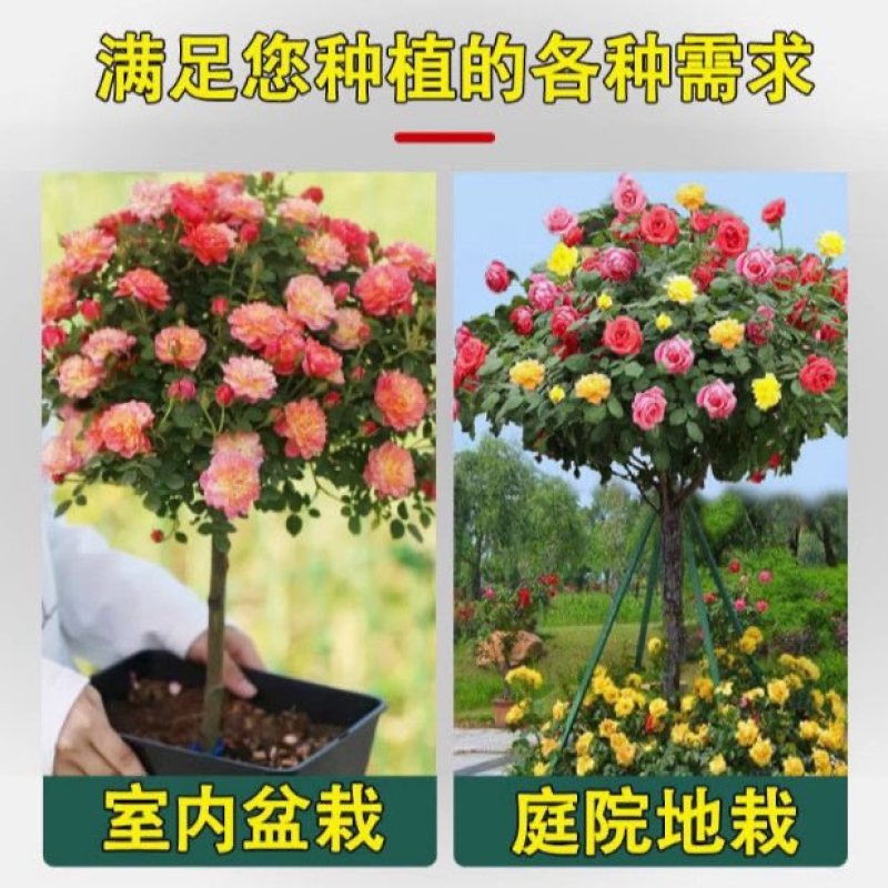 南阳正宗棒棒糖树桩月季花绯扇室外庭院四季开花植物盆栽耐寒