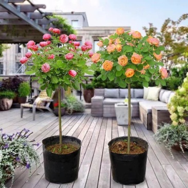 南阳正宗棒棒糖树桩月季花绯扇室外庭院四季开花植物盆栽耐寒