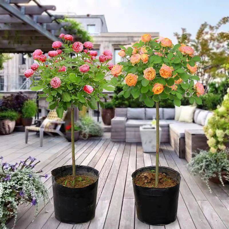 南阳正宗棒棒糖树桩月季花绯扇室外庭院四季开花植物盆栽耐寒