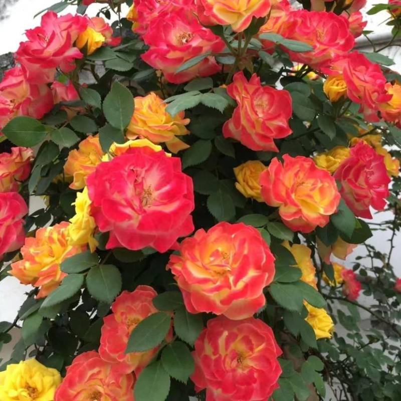 南阳正宗棒棒糖树桩月季花绯扇室外庭院四季开花植物盆栽耐寒