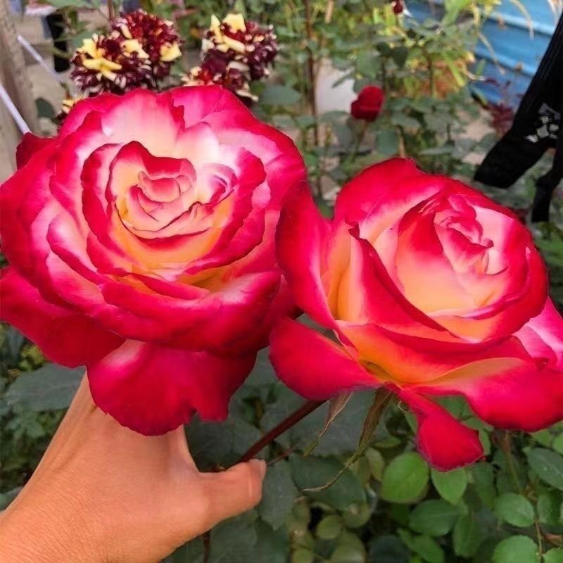 南阳正宗棒棒糖树桩月季花绯扇室外庭院四季开花植物盆栽耐寒